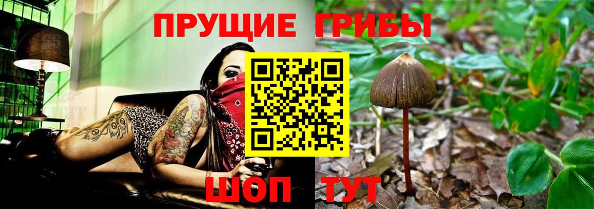 Псилоцибиновые грибы Cubensis Старый Оскол